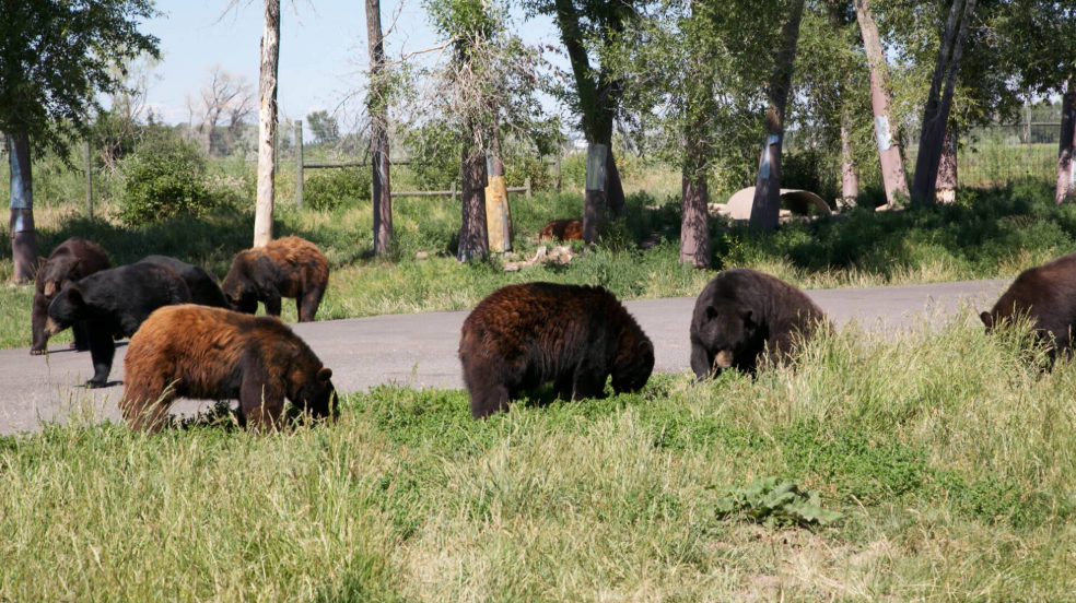 Yellowstone Bear World, United States